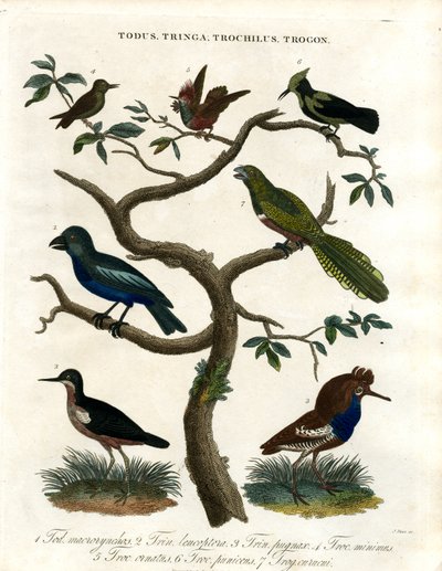 Todus; Tringa; Trochilus und Trogon von John Pass
