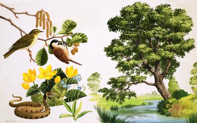 Der Erlenbaum und was man darum herum finden könnte von John Rignall