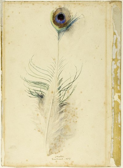 Pfauenfeder von John Ruskin