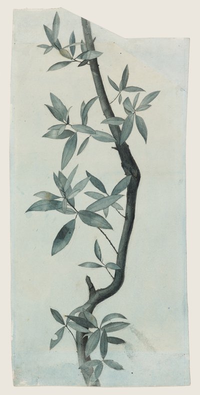 Studie von Weidenblättern, ca. 1857 von John Ruskin