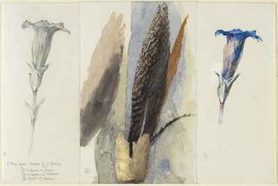 Studie einer Feder, flankiert von zwei Studien einer Enzianblume, 1875 von John Ruskin