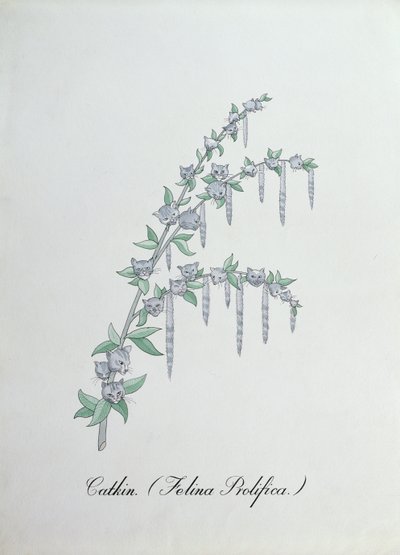Kätzchen (Felina Prolifica.), Illustration aus 