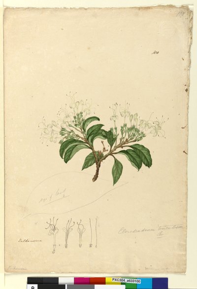 Seite 100. Clerodendrum tomentosum von John William Lewin