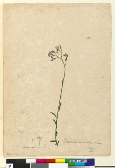 Seite 118. Vernonia cinerea von John William Lewin