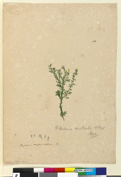 Seite 122. Vittadinia australis von John William Lewin