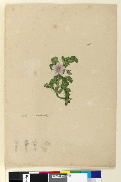 Seite 165. Solanum naturalisiert von John William Lewin