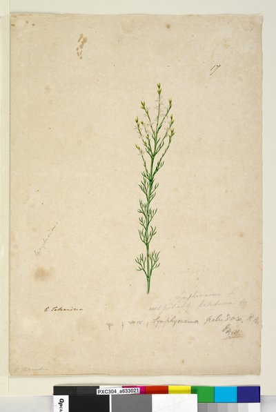 Seite 17. Symphionema paludosum von John William Lewin