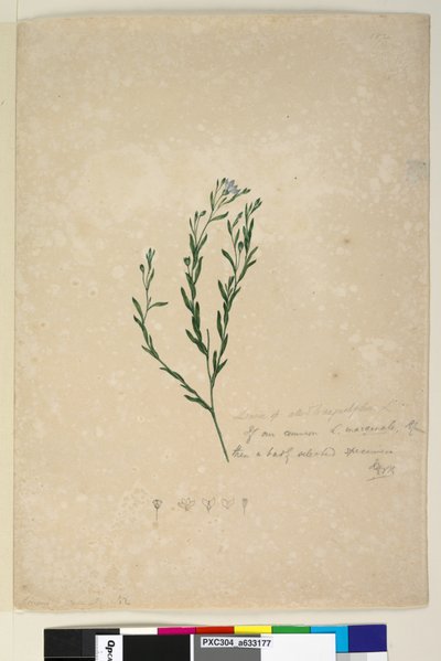 Seite 182. Linum sp verwandt mit augustifolium von John William Lewin