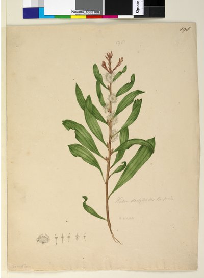 Seite 198. Hakea dactyloides von John William Lewin