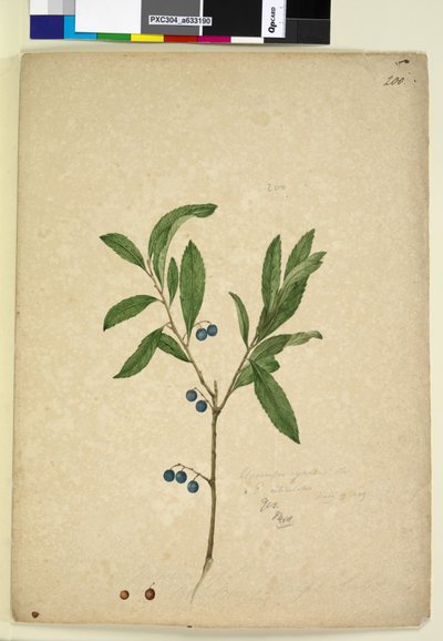 Seite 200. Elaeocarpus reticulatus von John William Lewin