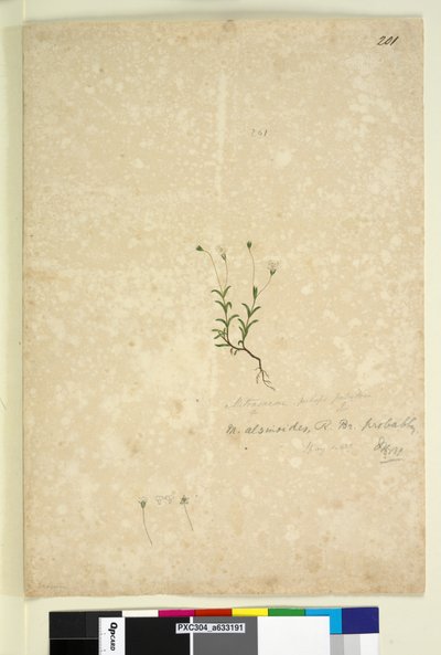 Seite 201. Mitrasacme alsinoides von John William Lewin