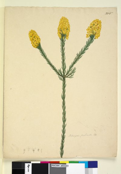 Seite 215. Dillwynia floribunda von John William Lewin