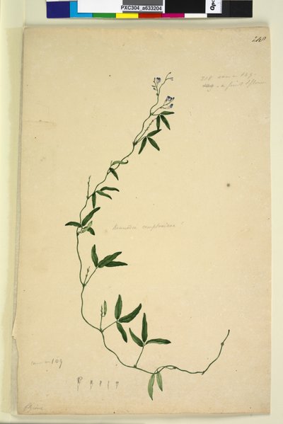Seite 218. Kennedia comptoniana Hardenbergia comptoniana von John William Lewin