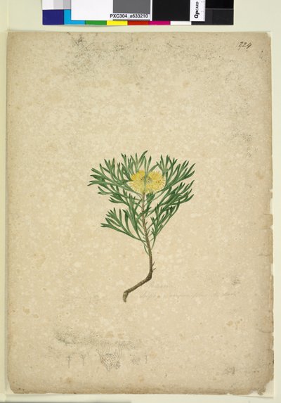 Seite 224. Isopogon anemonifolius von John William Lewin
