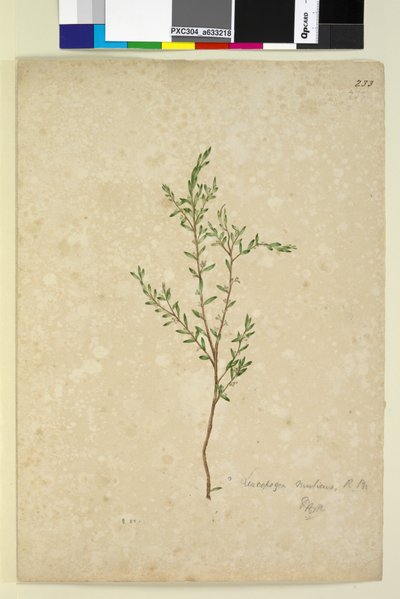 Seite 233. Leucopogon von John William Lewin