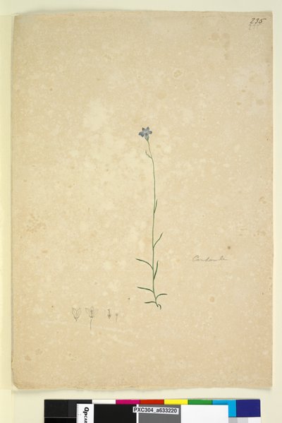 Seite 235. Campanula von John William Lewin