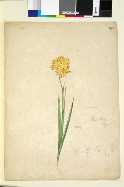 Seite 241. Ixia lutea von John William Lewin
