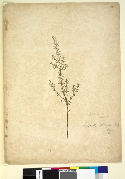 Seite 261. Lissanthe strigosa von John William Lewin