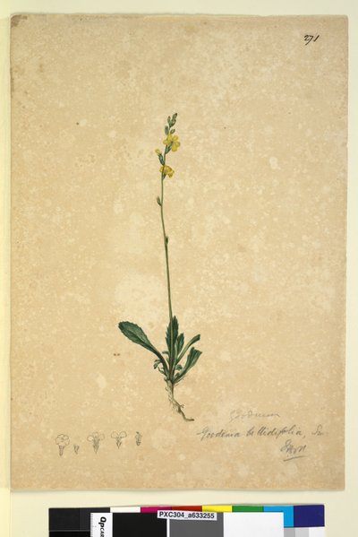 Seite 271. Goodenia bellidifolia von John William Lewin