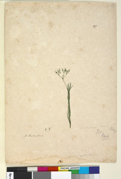 Seite 49. Trachymene linearis von John William Lewin