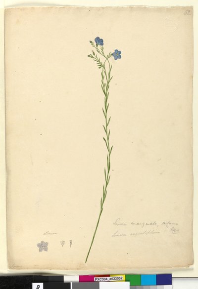 Seite 52. Linum marginale von John William Lewin