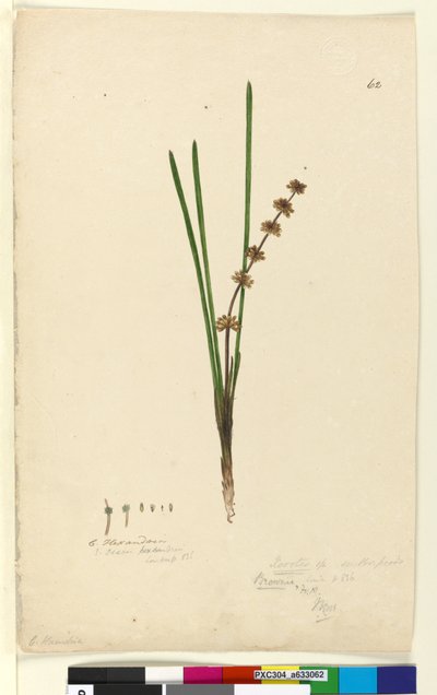 Seite 62. Xerotes Lomandra multiflora von John William Lewin