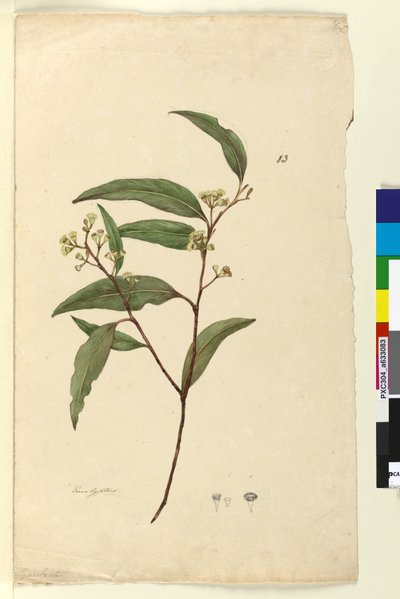 Seite 83. Eukalyptus von John William Lewin