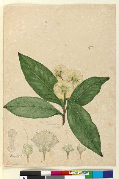 Seite 85. Angophora intermedia von John William Lewin