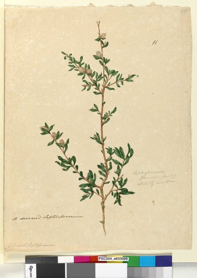 Seite 88. Leptospermum flavescens von John William Lewin