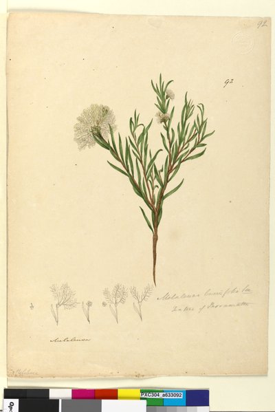 Seite 92. Melaleuca linariifolia von John William Lewin