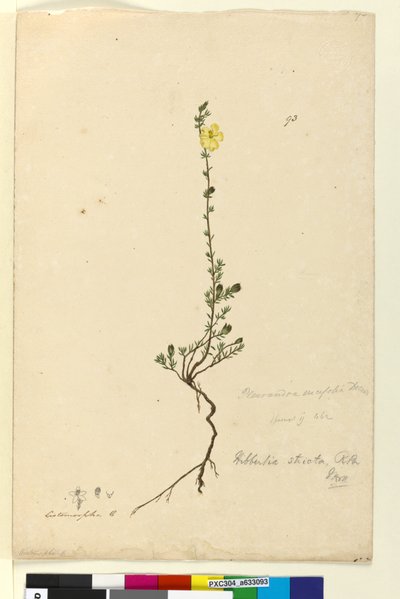 Seite 93. Hibbertia stricta von John William Lewin
