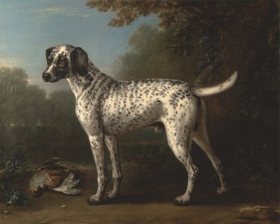 Ein grau gesprenkelter Hund von John Wootton