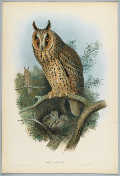 Waldohreule, gezeichnet von J. Wolf, graviert von H. C. Richter von John after Gould