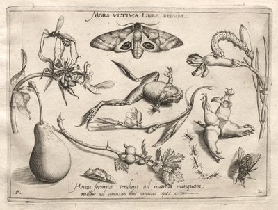 Archetypen und Studien: Der Tod ist die Linie, die das Ende markiert (Teil II, Tafel 5) von Joris Hoefnagel