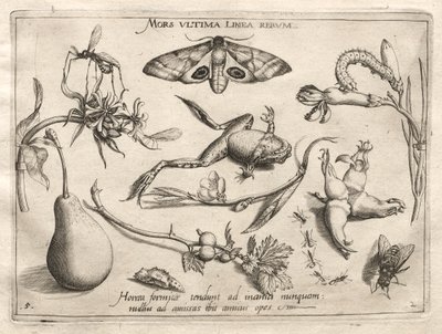 Archetypen und Studien: Der Tod ist die Linie, die das Ende von allem markiert Teil II, Platte 5, 1592 von Joris Hoefnagel