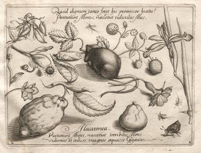 Archetypen und Studien: Was kann im Einklang mit einem so höhlenartigen Versprechen entstehen? (Teil IV, Tafel 2) von Joris Hoefnagel