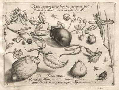 Archetypen und Studien: Was kann im Einklang mit einem solchen höhlenartigen Versprechen entstehen, 1592 von Joris Hoefnagel
