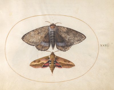 Blauer Unterflügel-Motte und Wolfsmilchschwärmer (Platte 25 aus Ignis) von Joris Hoefnagel