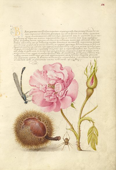 Libelle, Französische Rose, Spanische Kastanie und Spinne von Joris Hoefnagel
