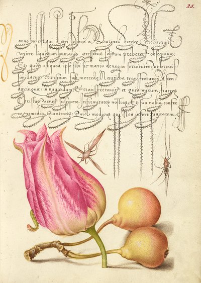 Imaginäres Insekt, Tulpe, Spinne und gewöhnliche Birne von Joris Hoefnagel