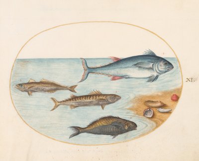 Tafel 11: Vier Fische und Muscheln von Joris Hoefnagel