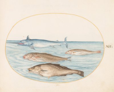 Tafel 12: Ein Schwertfisch und drei andere Fische von Joris Hoefnagel