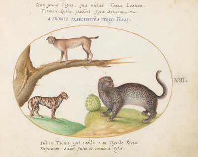 Tafel 13: Ein Tiger, ein Luchs und ein Jaguar(?) von Joris Hoefnagel