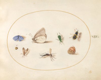 Tafel 19: Zwei Schmetterlinge mit fünf anderen Insekten von Joris Hoefnagel