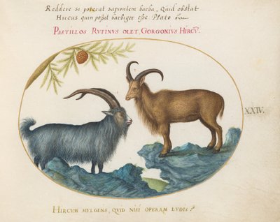 Tafel 24: Ein Wildziege und ein Berberschaf(?) von Joris Hoefnagel