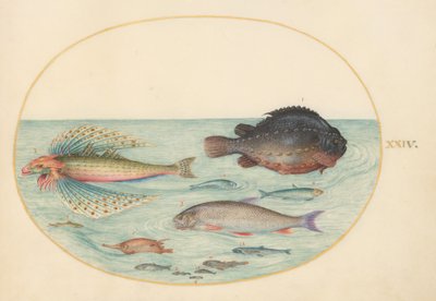 Tafel 24: Fliegender Schwalbengrunard, Männlicher Klumpfisch, Langstacheliger Schnepfefisch und andere Fische von Joris Hoefnagel