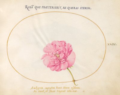 Tafel 24: Rosa Rose von Joris Hoefnagel