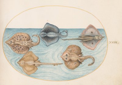 Tafel 29: Homelyn Rochen und vier andere Rochen oder Skates von Joris Hoefnagel