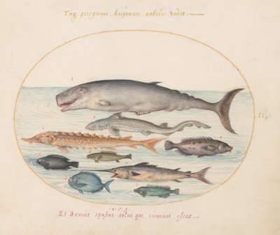 Tafel 2: Pottwal, Stör, Hai und andere Fische von Joris Hoefnagel