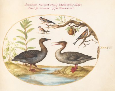 Tafel 31: Ente, Gänsesäger und drei Stieglitze von Joris Hoefnagel